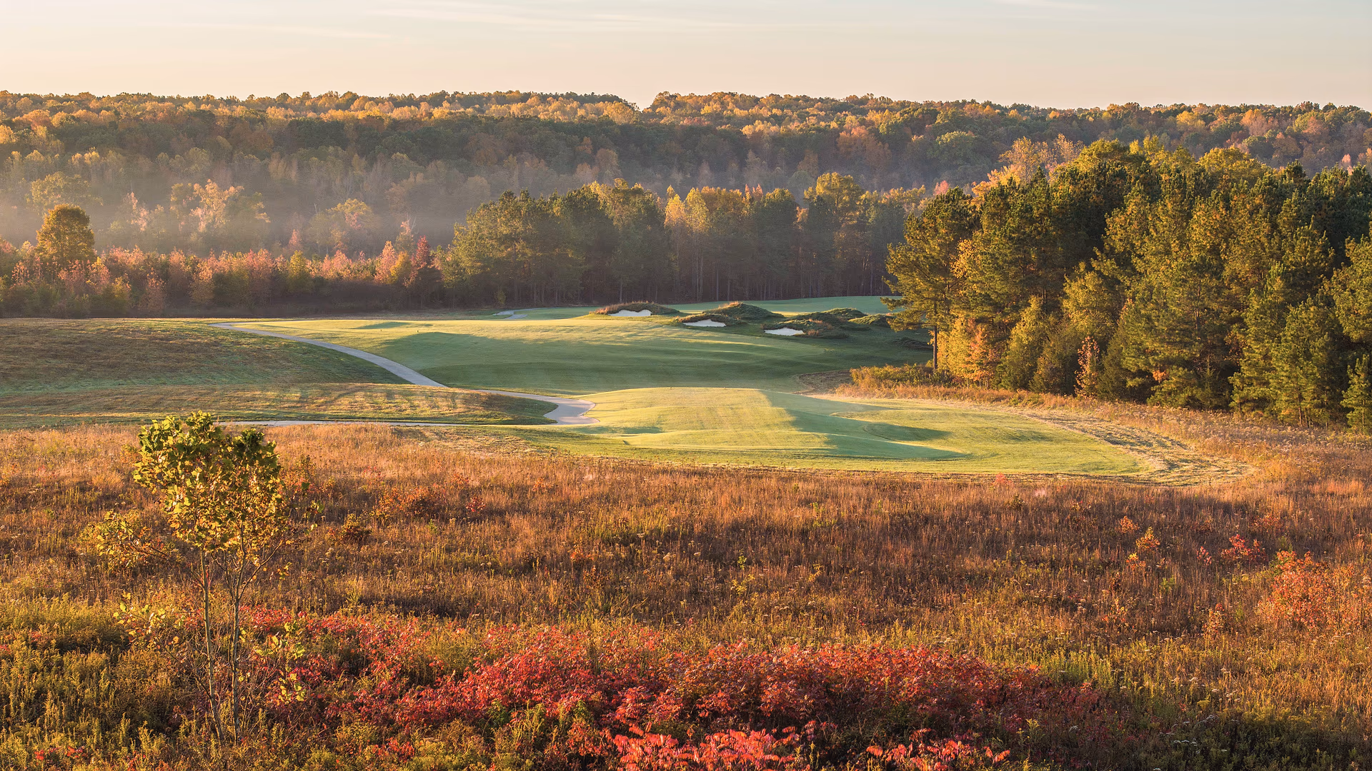 Autumn morning at Cutalong, with a green and bunkers beyond a rust-colored native grass foreground and misty treeline.